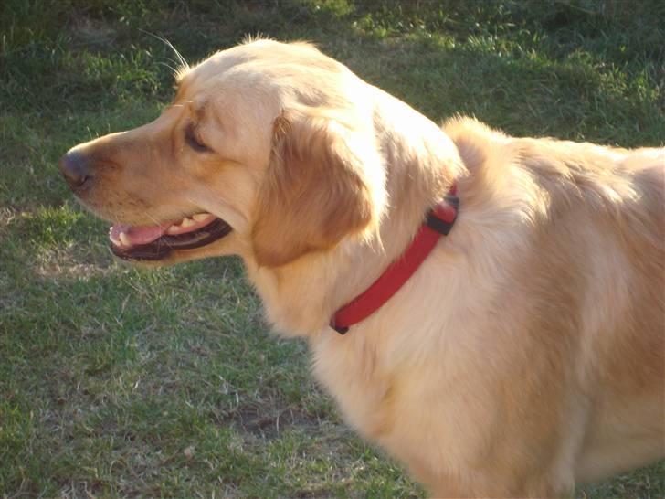 Golden retriever Bella - Ja, sådan så jeg også ud da jeg var yngre....men dette her er "kusine" Chilli... billede 10