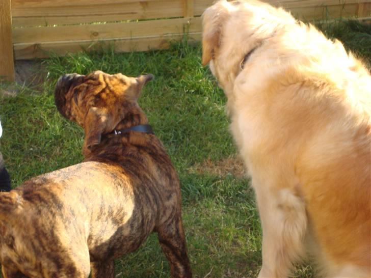 Golden retriever Bella billede 11