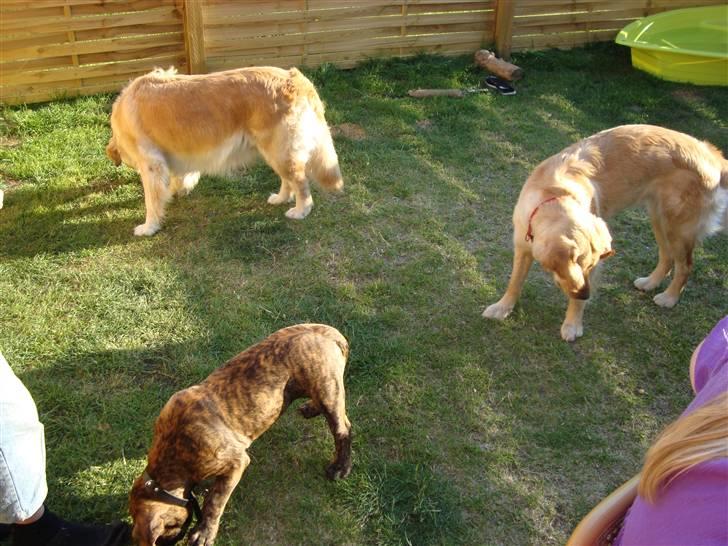 Golden retriever Bella - Her er vi allesammen...kusine Chilly, søster bertha og smukke - Bella :o) billede 12