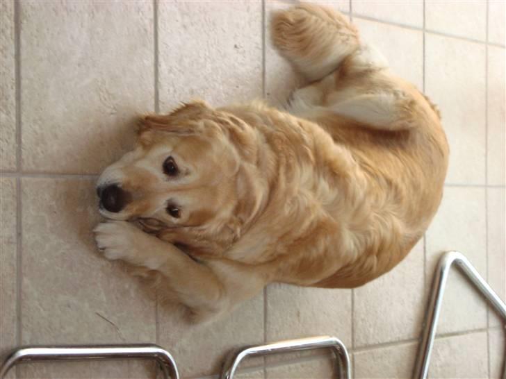 Golden retriever Bella billede 13
