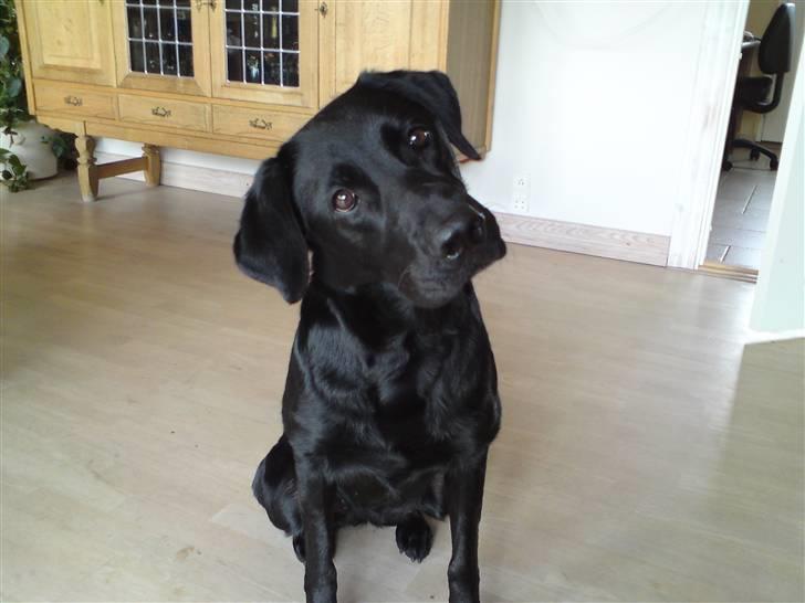 Blanding af racer Donna billede 1