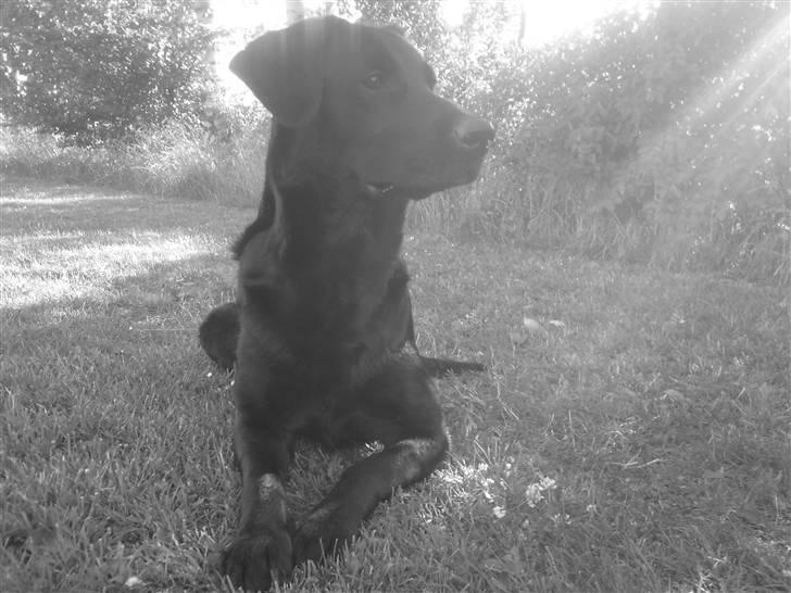 Blanding af racer Donna billede 2