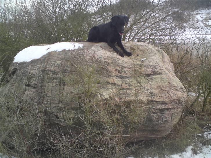 Blanding af racer Donna billede 3