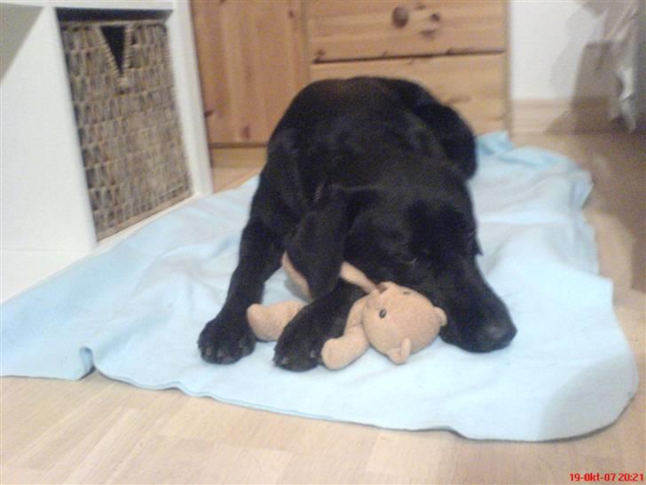 Blanding af racer Donna billede 4