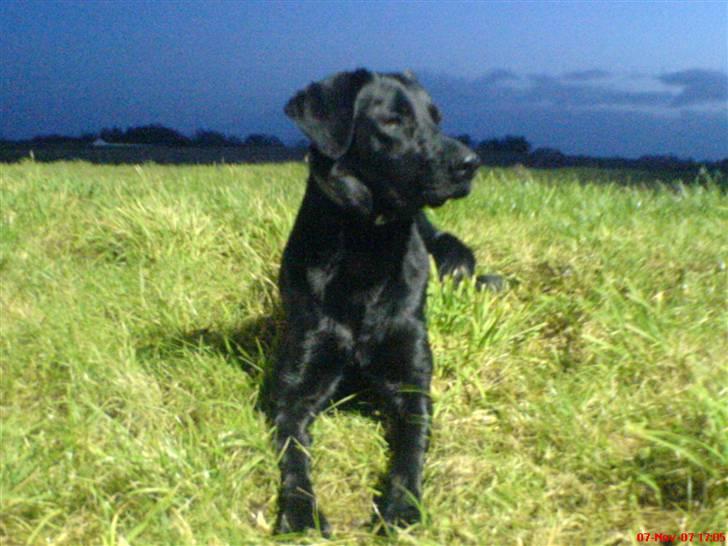 Blanding af racer Donna billede 5