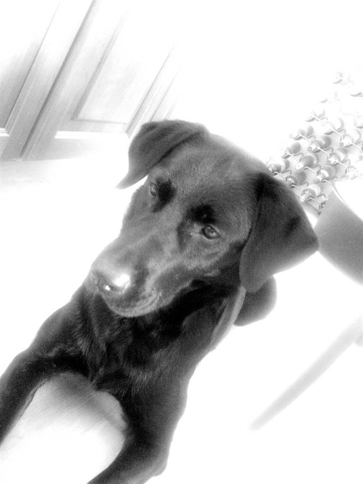 Blanding af racer Donna billede 6