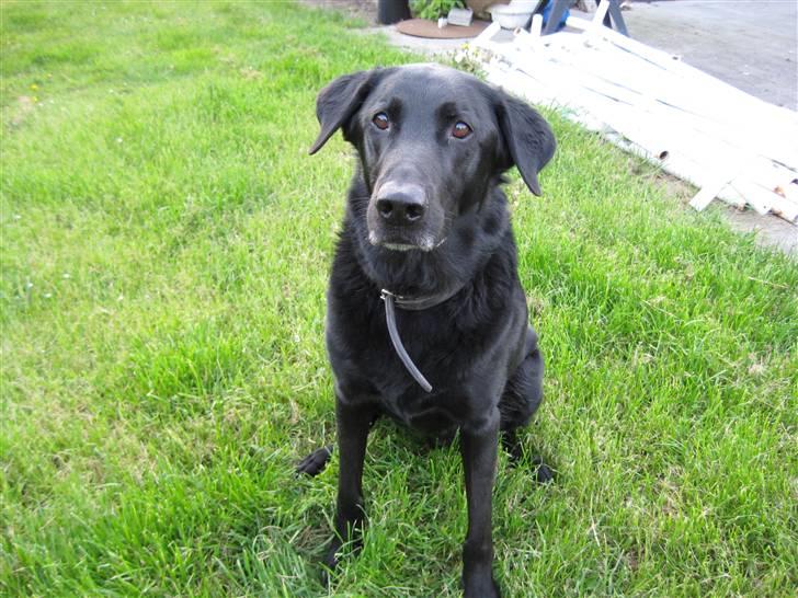 Blanding af racer Rollo R.I.P. - Er jeg ikke bare god.. :D billede 1