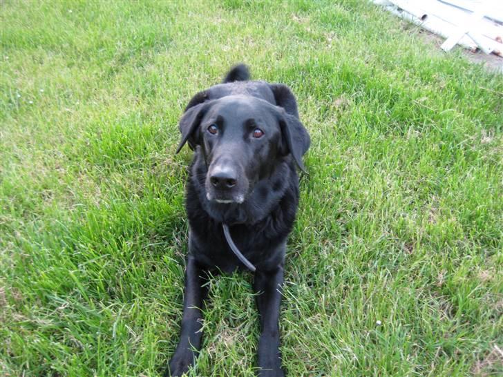 Blanding af racer Rollo R.I.P. billede 2