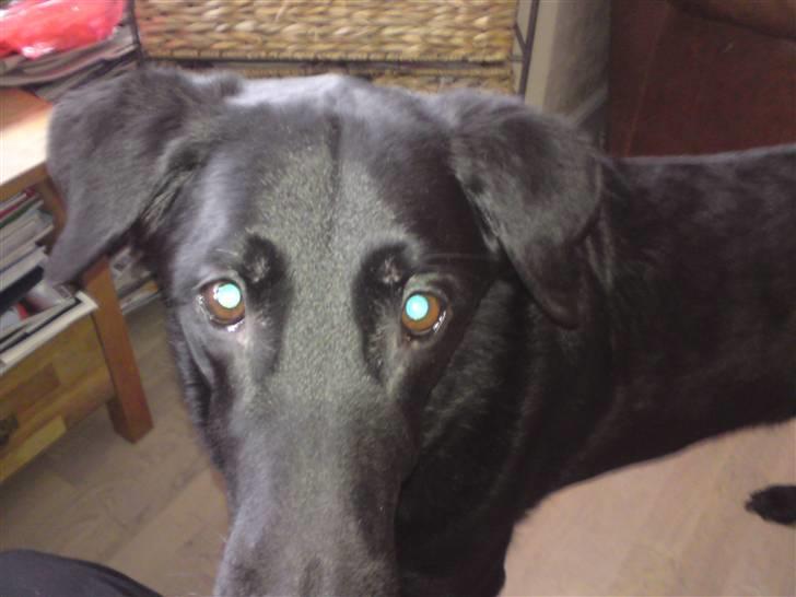 Blanding af racer Rollo R.I.P. billede 3