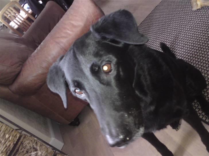 Blanding af racer Rollo R.I.P. billede 4