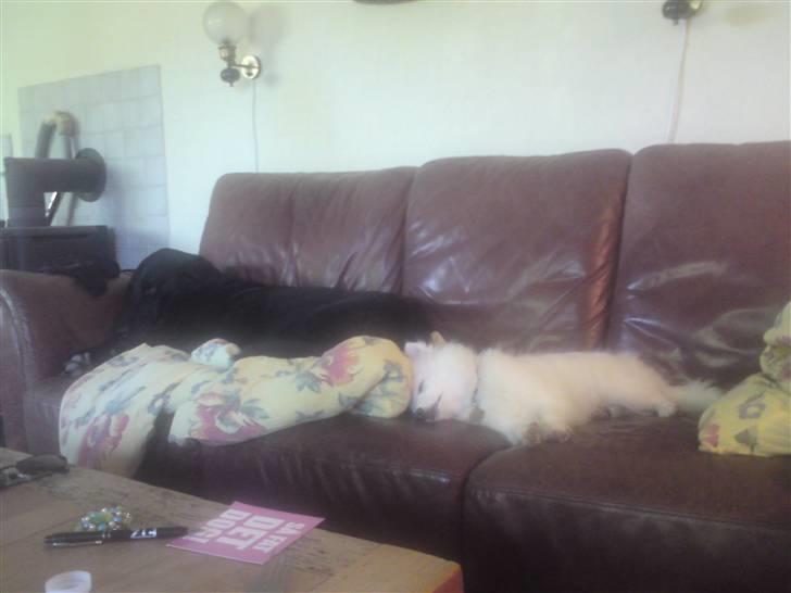 Blanding af racer Rollo R.I.P. - lige en lur på sofaen sammen med Zita billede 5