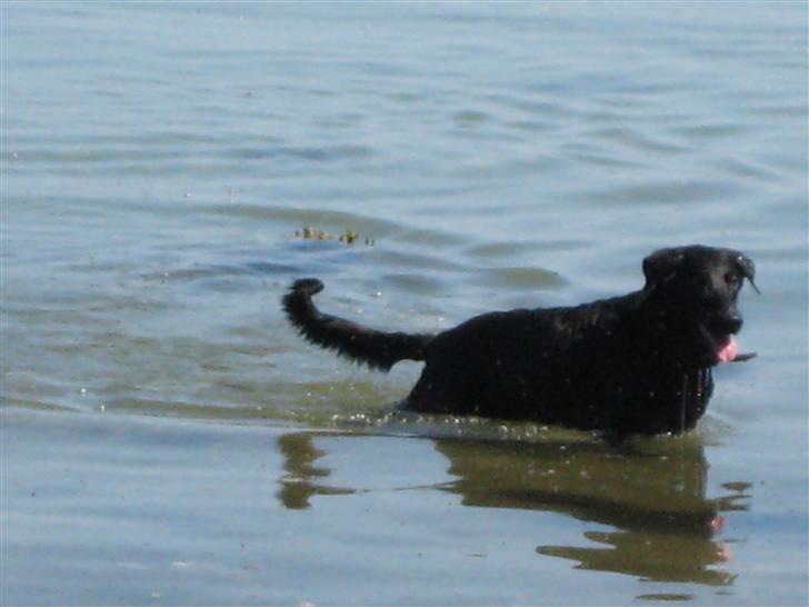 Blanding af racer Rollo R.I.P. - Det her vand er bare godt.. :D billede 6