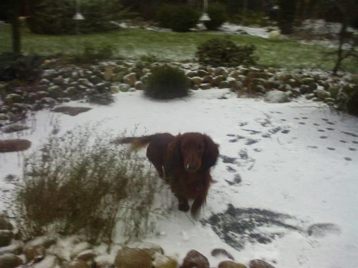 Gravhund Sofus - Jeg kan da også løbe rundt på isen !  billede 6