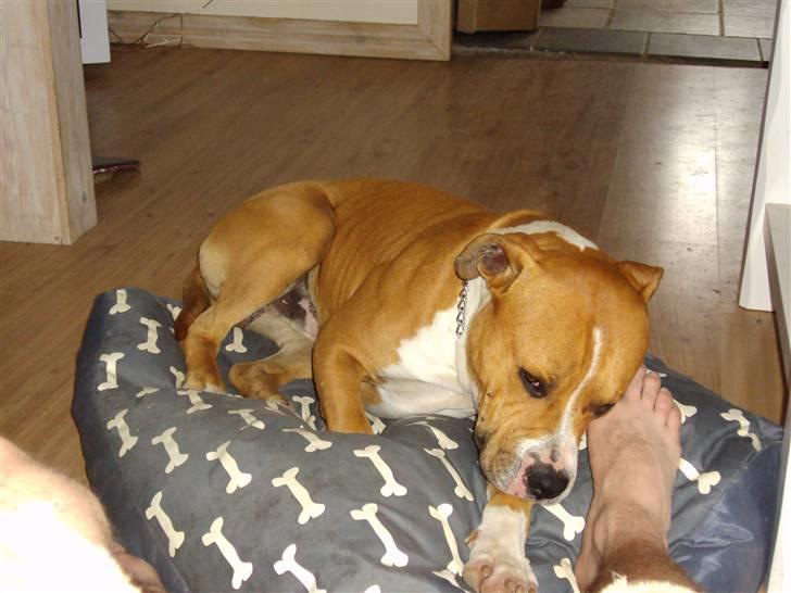 Amerikansk staffordshire terrier KAYO  ( R.I.P. ) - tygger i min fars fod... billede 6