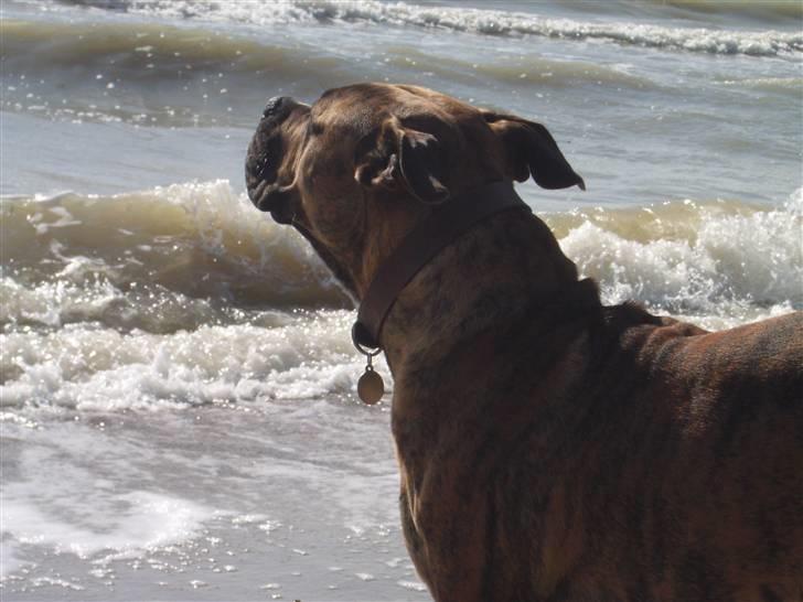 Boerboel Anasha Kalle billede 8