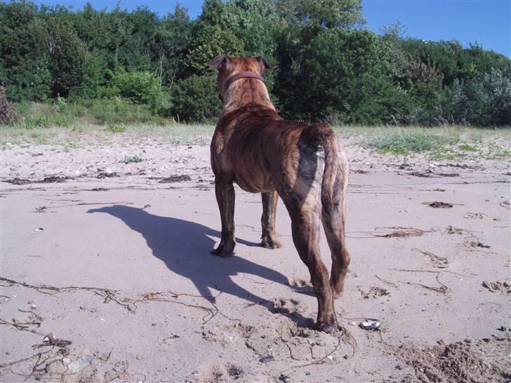Boerboel Anasha Kalle billede 9