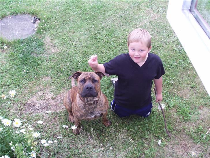 Boerboel Anasha Kalle billede 10