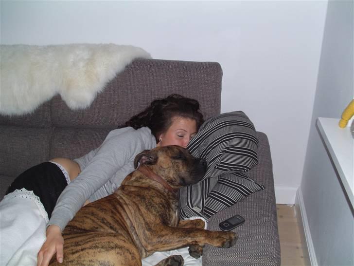 Boerboel Anasha Kalle billede 11