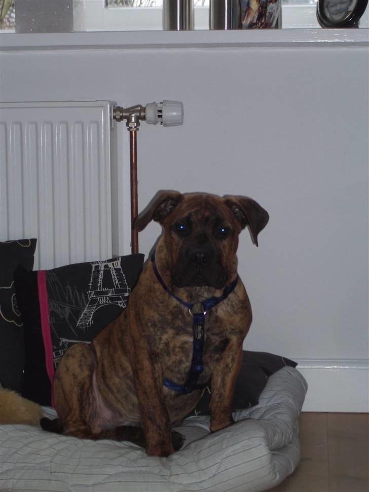 Boerboel Anasha Kalle billede 12