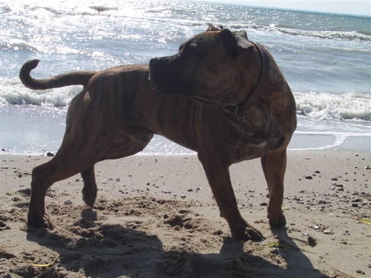 Boerboel Anasha Kalle billede 13