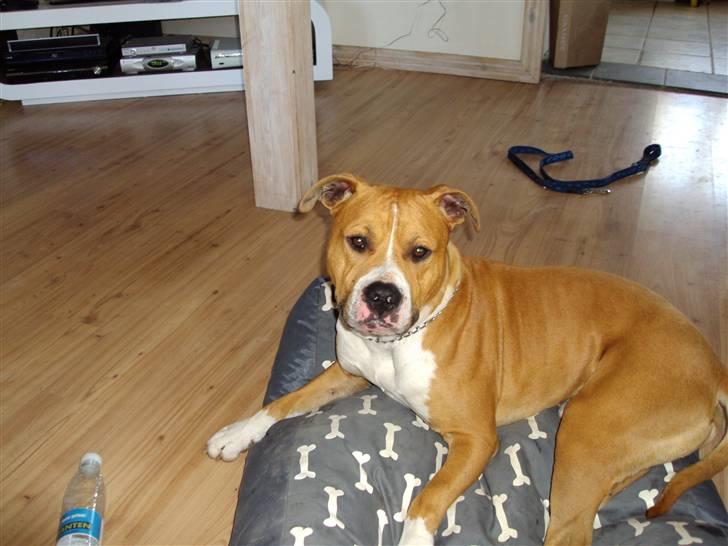 Amerikansk staffordshire terrier KAYO  ( R.I.P. ) - må jeg lige får lidt fred.. billede 8
