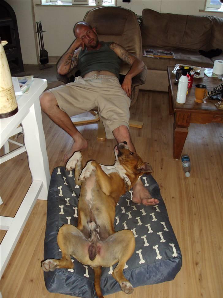 Amerikansk staffordshire terrier KAYO  ( R.I.P. ) - min far og jeg feder den.. billede 9