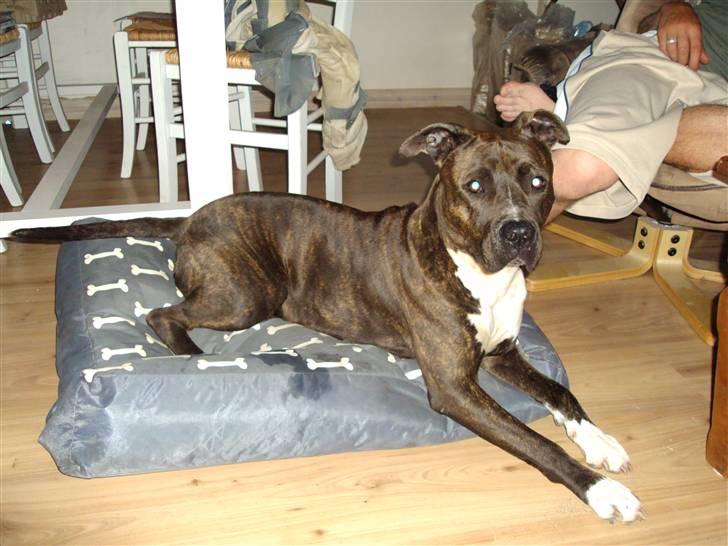 Amerikansk staffordshire terrier Nova ( R.I.P ) - er jeg ikke skøn billede 6