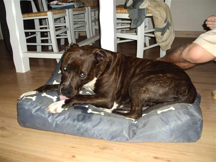 Amerikansk staffordshire terrier Nova ( R.I.P ) - vasker lige min pote billede 7