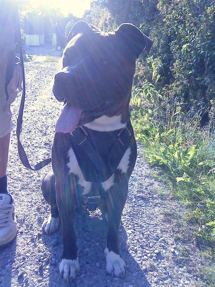 Amerikansk staffordshire terrier Nova ( R.I.P ) - sidder pænt og venter på, at min far får tændt sin smøg billede 8