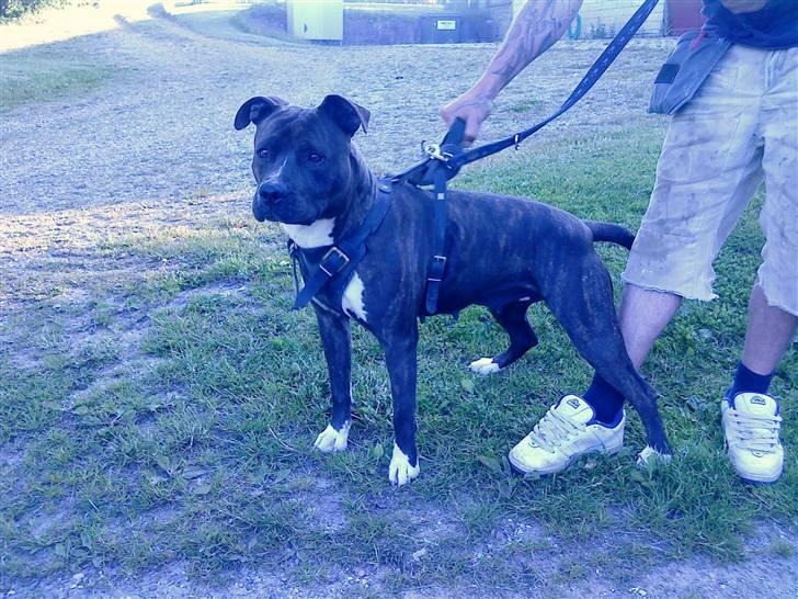 Amerikansk staffordshire terrier Nova ( R.I.P ) - prøver krafter med min far billede 9