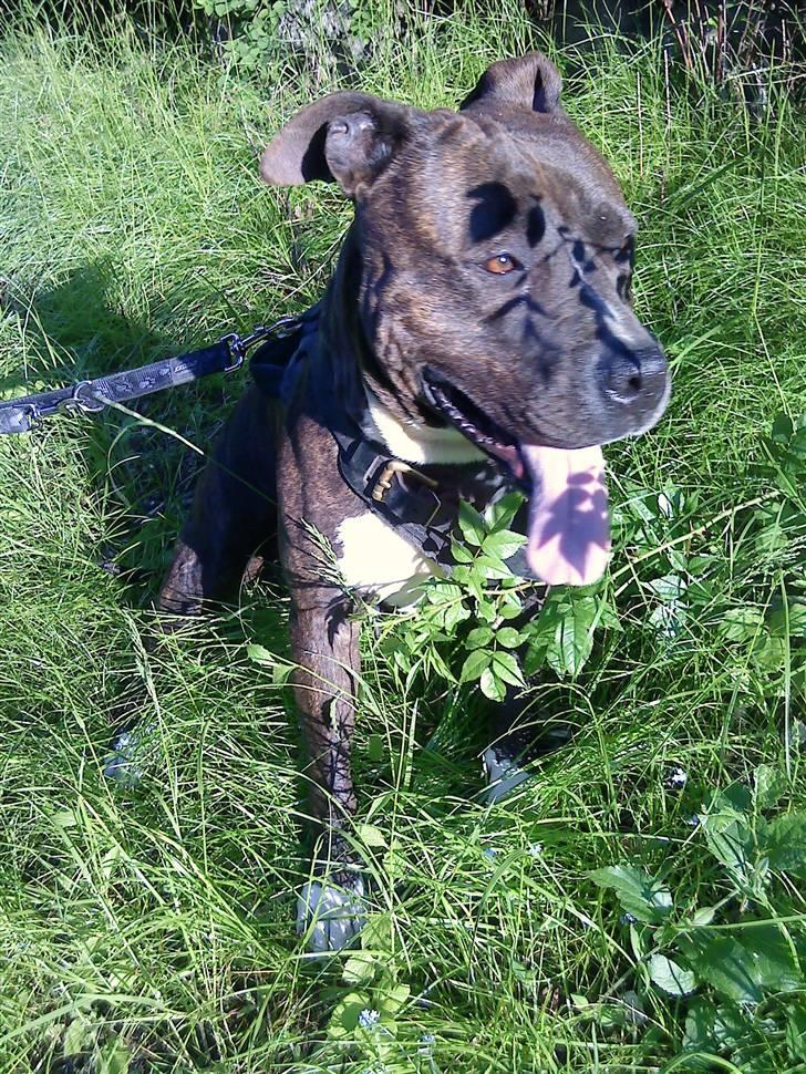 Amerikansk staffordshire terrier Nova ( R.I.P ) - nyder livet i det grønne billede 10