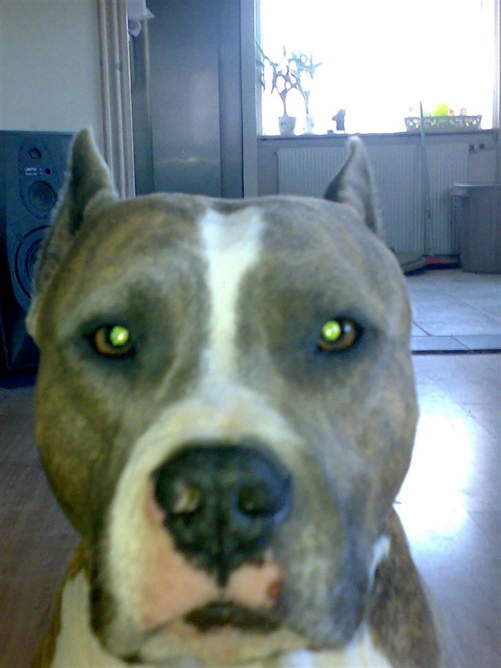 Amerikansk staffordshire terrier Kenzo - flotte øjne jeg har... billede 6