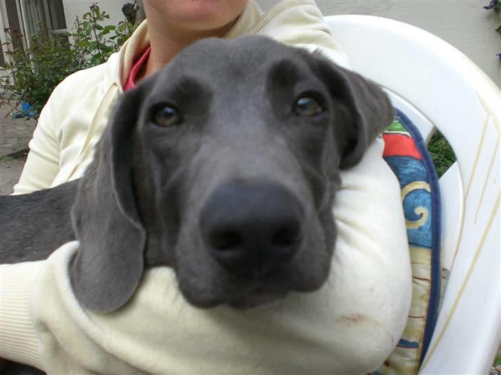 Blanding af racer Pepsi - Hygge med MOAR. billede 9