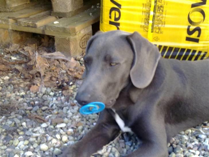 Blanding af racer Pepsi - Hallooooo billede 10