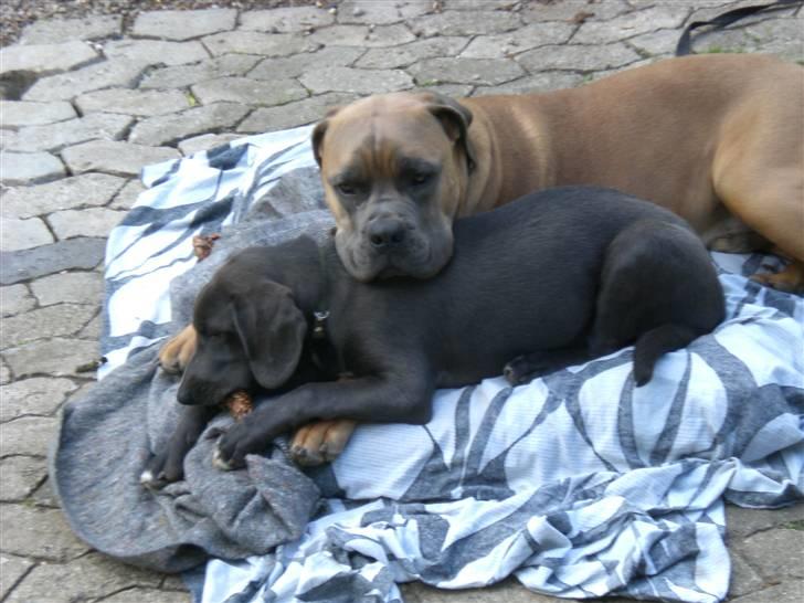 Blanding af racer Pepsi - Putte-pladsen i solen billede 11