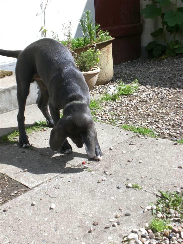 Blanding af racer Pepsi - Jeg kan godt fange de skøre sten billede 12