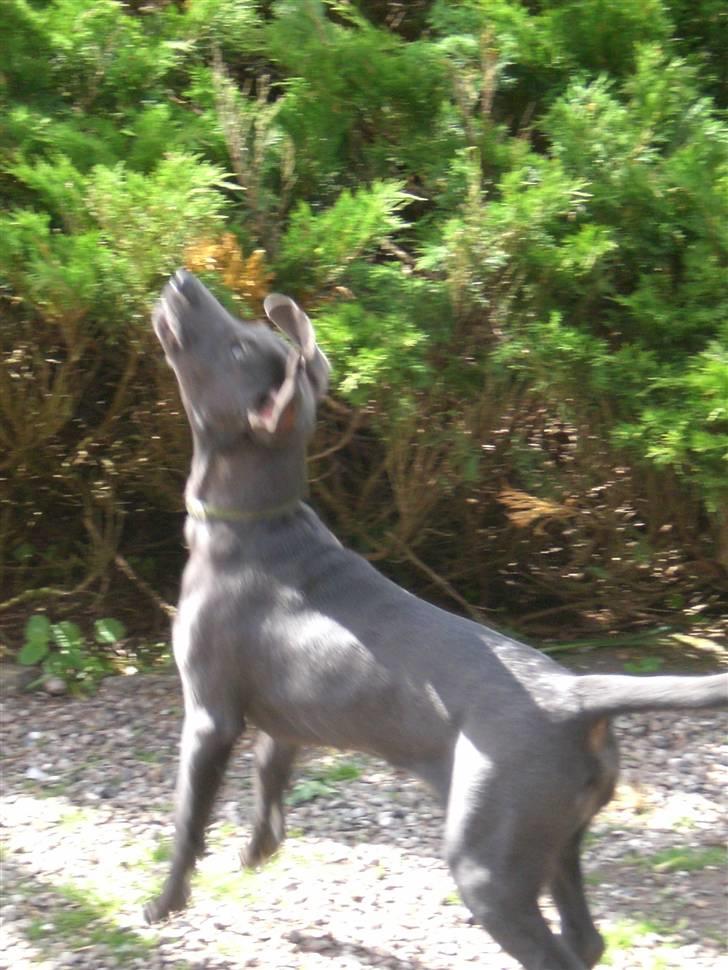 Blanding af racer Pepsi - Ingen trampolin nødvendig.. billede 13