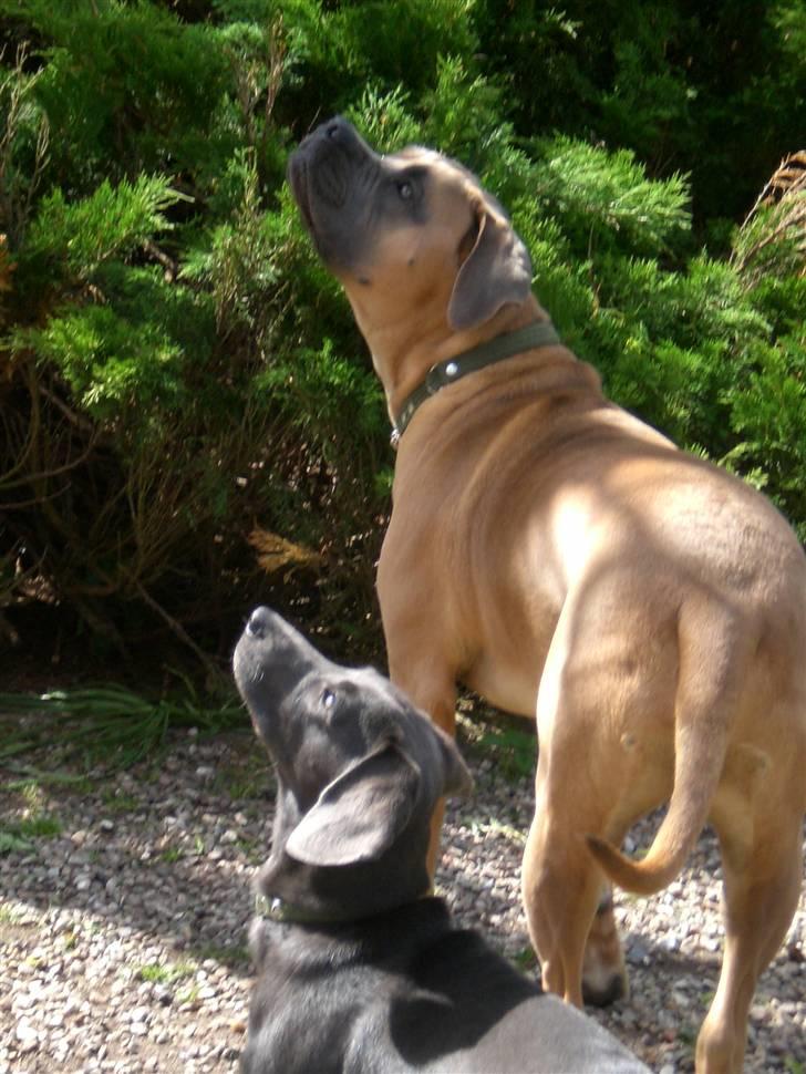 Blanding af racer Pepsi - Duer.... DUER!!! billede 14