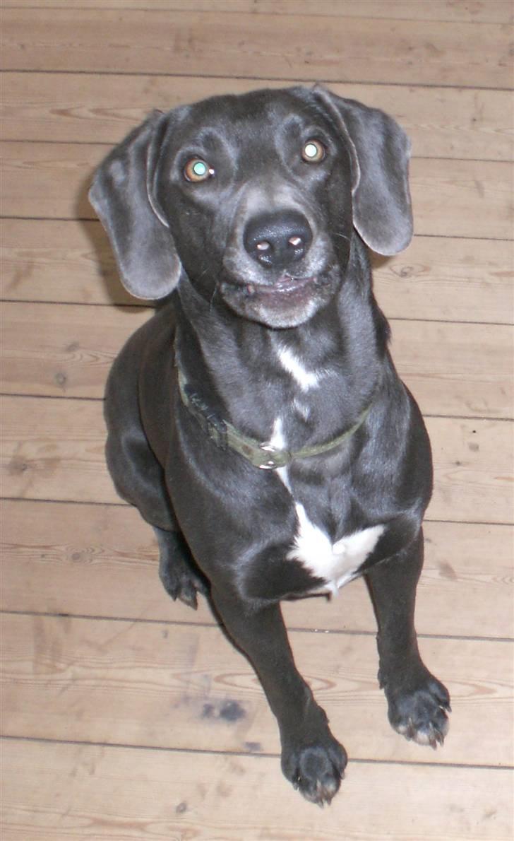 Blanding af racer Pepsi - Alle de fugle billede 15