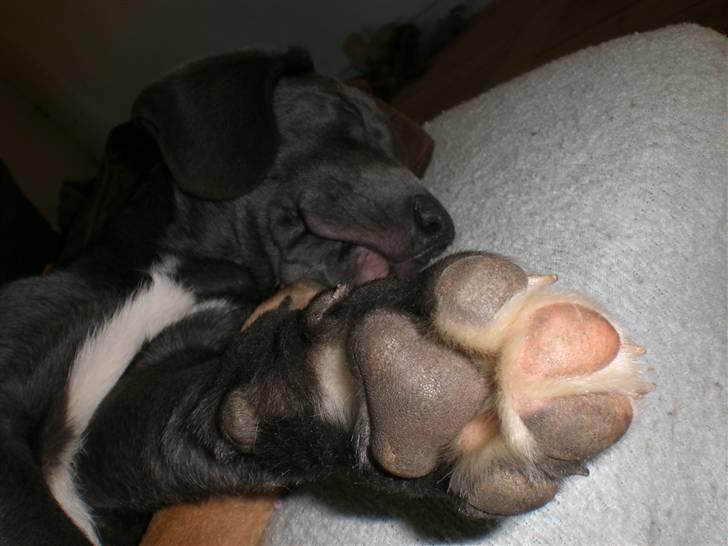 Blanding af racer Pepsi - Det er SÅ dejligt at puute billede 16