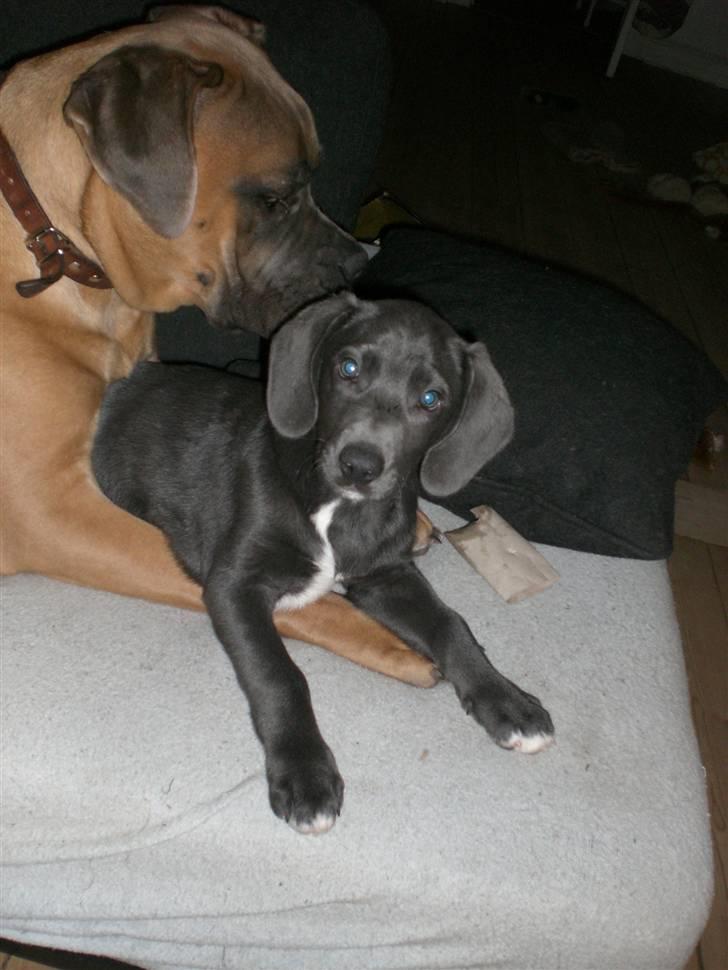 Blanding af racer Pepsi - HYYYGGGEEEE billede 17