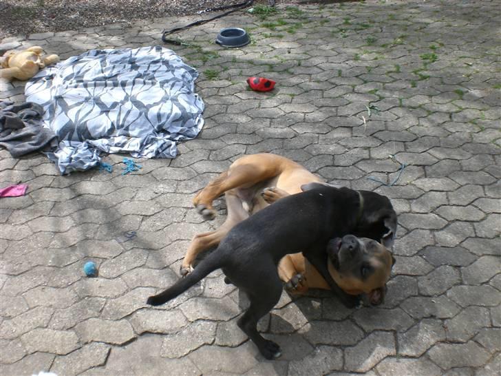 Blanding af racer Pepsi - hehe jeg kan tæske storebror Dusty billede 18