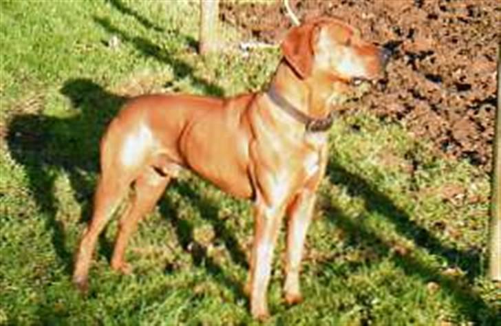 Rhodesian ridgeback peter billede 1