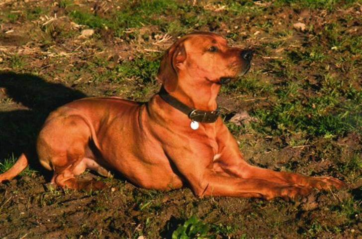 Rhodesian ridgeback peter billede 2