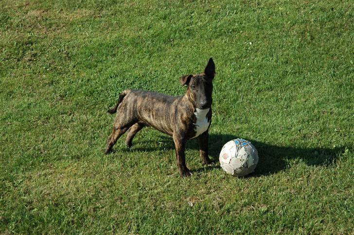 Bullterrier Eddie - 9 mdr. gammel og ligner stadig en jagthund, kan løbe fra en voksen schæferhan billede 14
