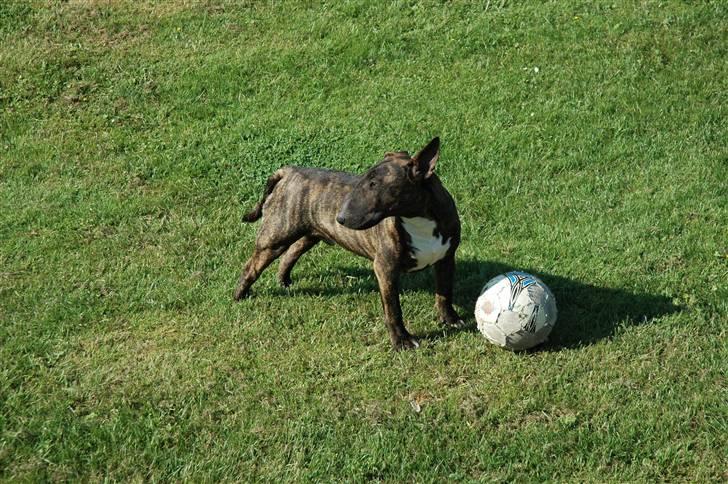 Bullterrier Eddie - 9 mdr. gammel og kan ikke holde styr på om højre øre skal stå eller ligge, rejser det kun når der er "bytte" i nærheden billede 15