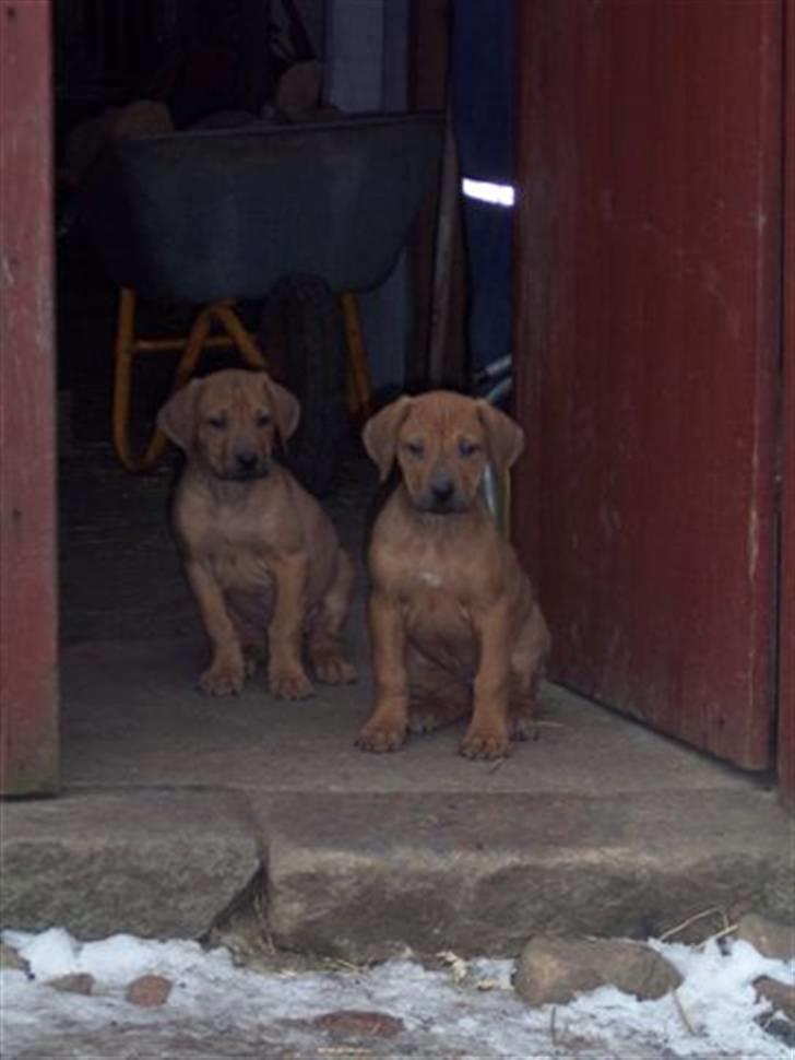 Rhodesian ridgeback peter billede 3
