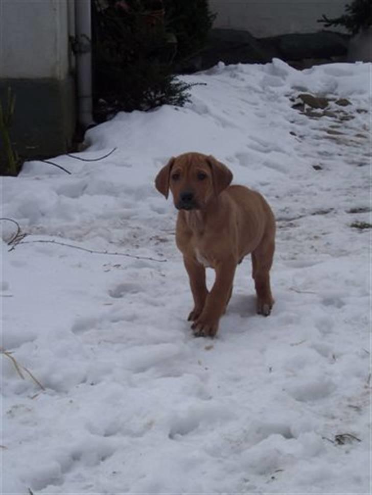 Rhodesian ridgeback peter billede 4