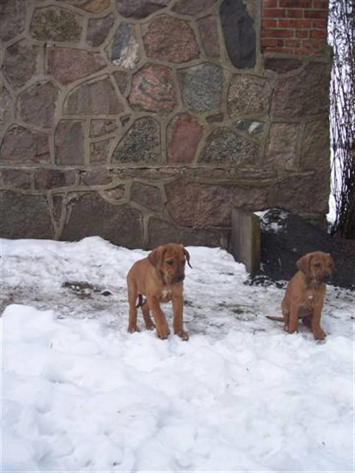 Rhodesian ridgeback peter billede 5