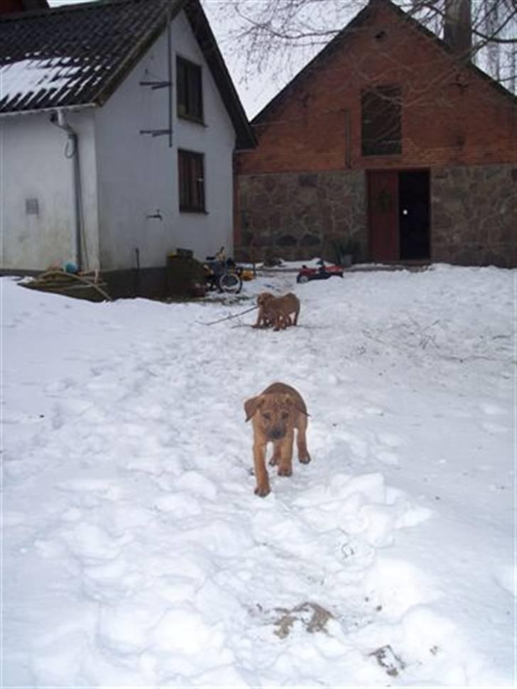 Rhodesian ridgeback peter billede 6